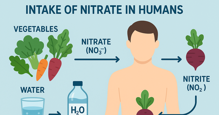 Intake of Nitrate in Humans
